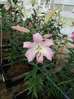 [5543 PO46 LUN 3982 No01.JPG]